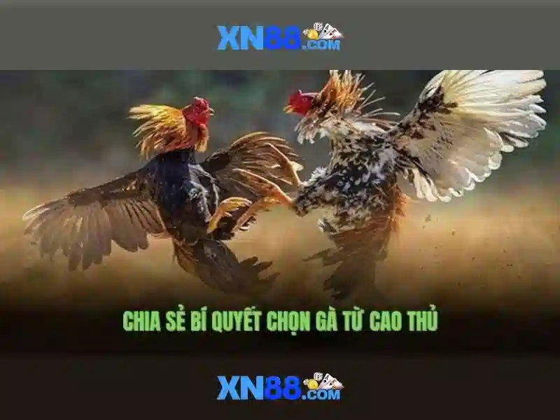 💎kèo nhà cái kéo top💎 💎kèo nhà cái kéo top💎